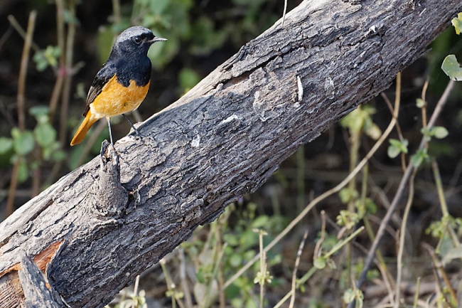 Keoladeo national park-158